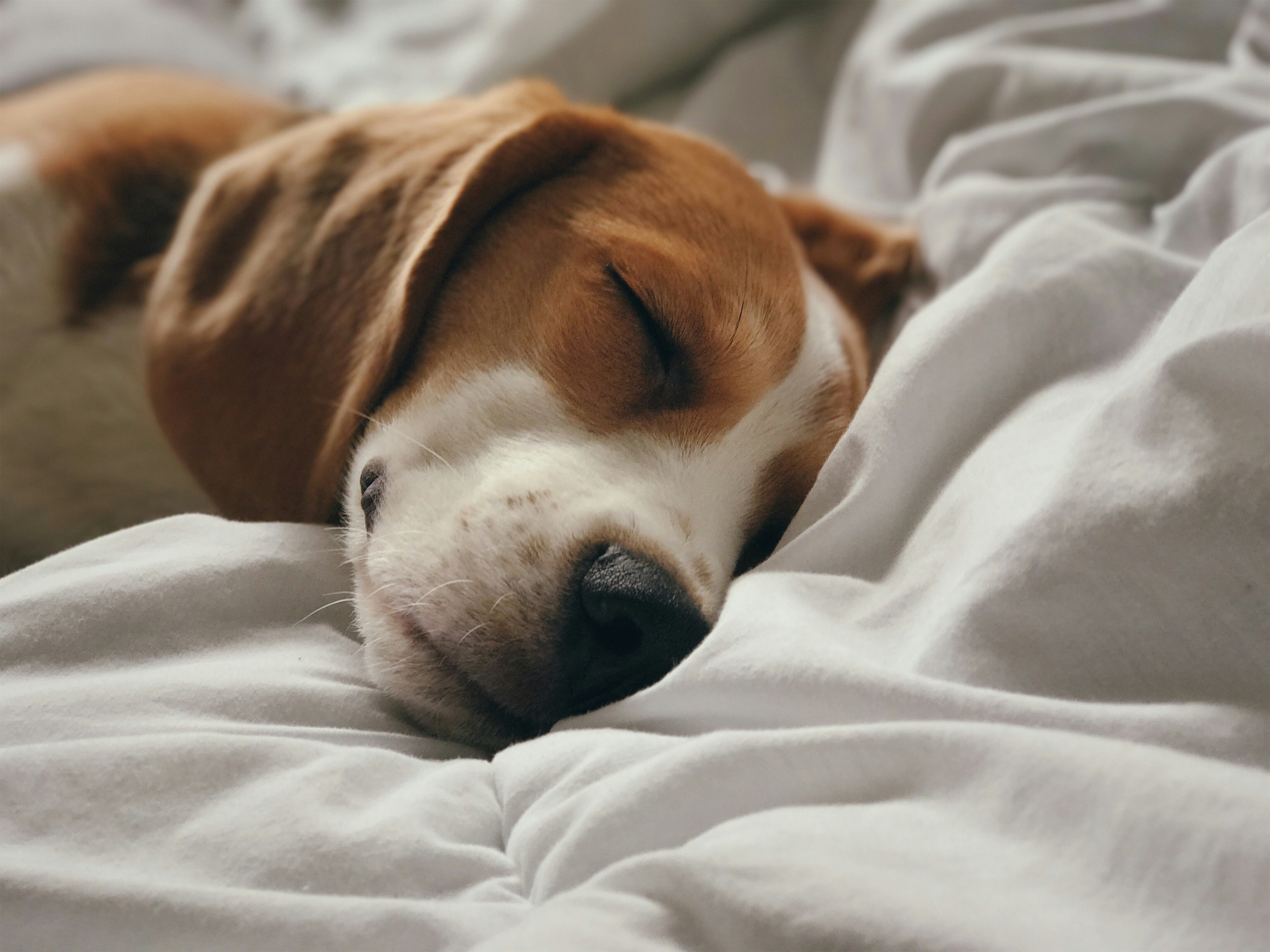 Sleep and mental wellness: a healthy habit that costs nothing